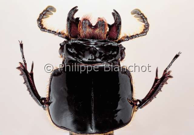 Verres furcilabris.JPG - Verres furcilabris (Portrait)PassaleBessbugColeopteraPassalidaeGuyane
